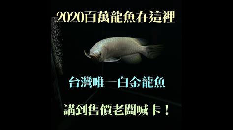 白金龍魚|龍魚百家爭鳴,誰與爭鋒